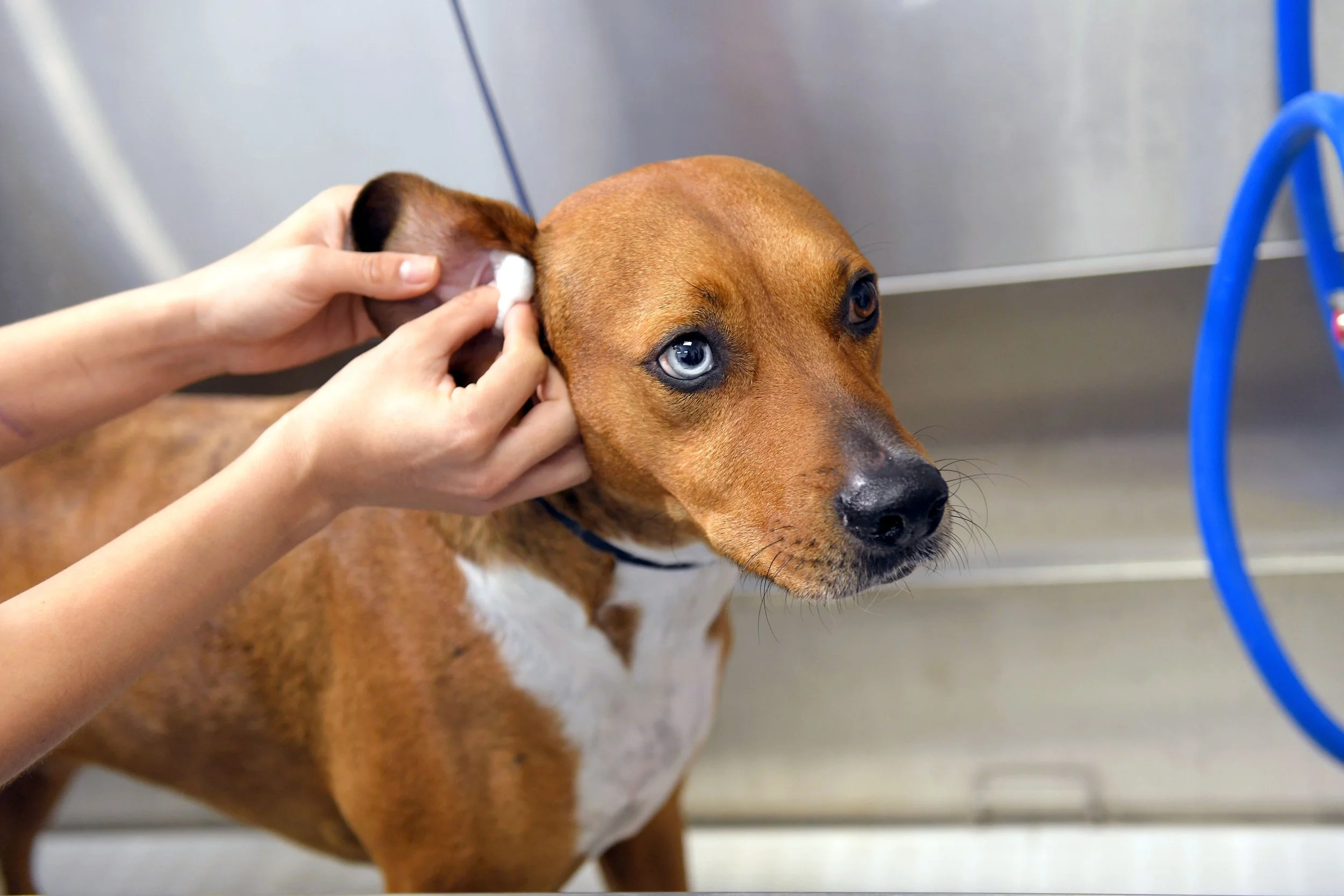 A person gently massaging the base of a dog’s ear while the dog stands relaxed on a towel during an ear-cleaning routine