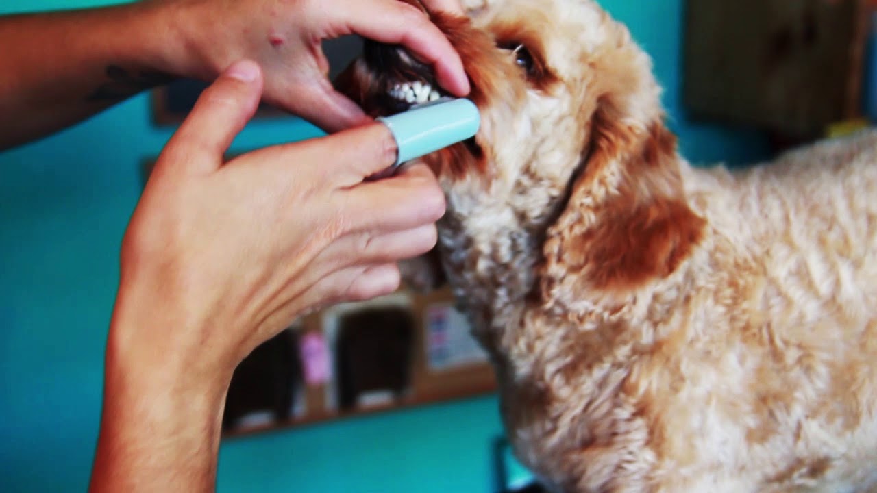 A person holding a small dog toothbrush and a silicone finger brush over a towel on a countertop, showing gentle grooming supplies
