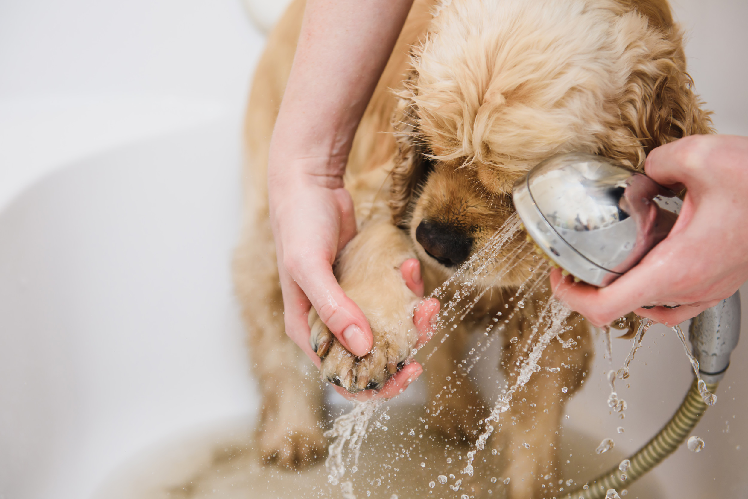 A person rinsing a dog’s muddy paws in a shallow basin by the front door, with a towel nearby for drying