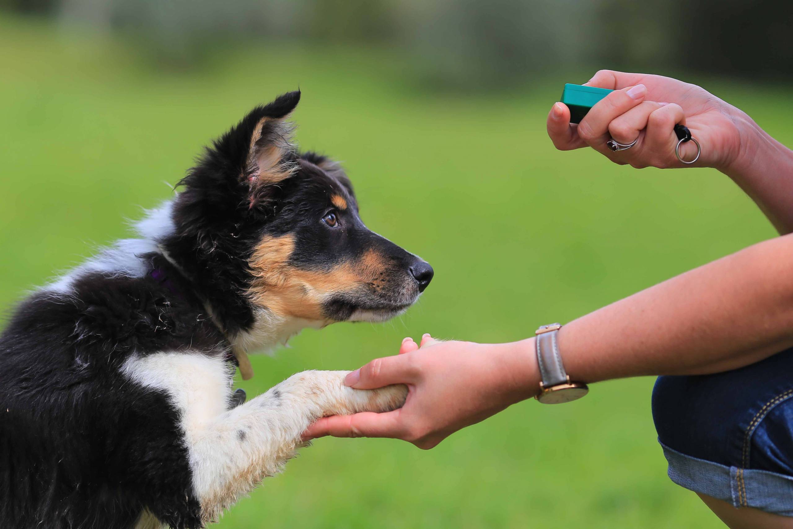 Clicker Training vs. Lure-and-Reward