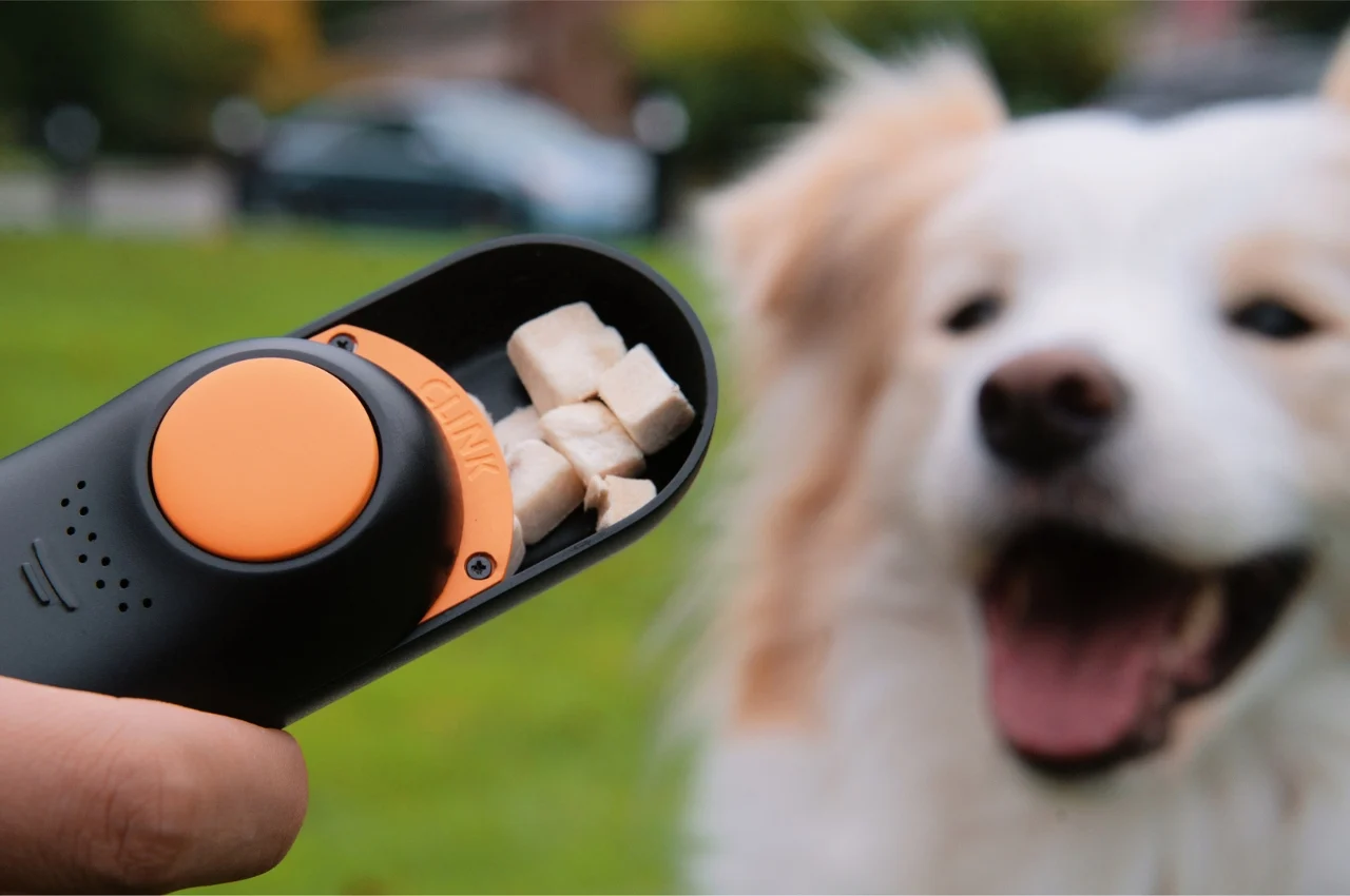 A relaxed dog focusing on a trainer holding a clicker in one hand and a small treat in the other during an outdoor training session