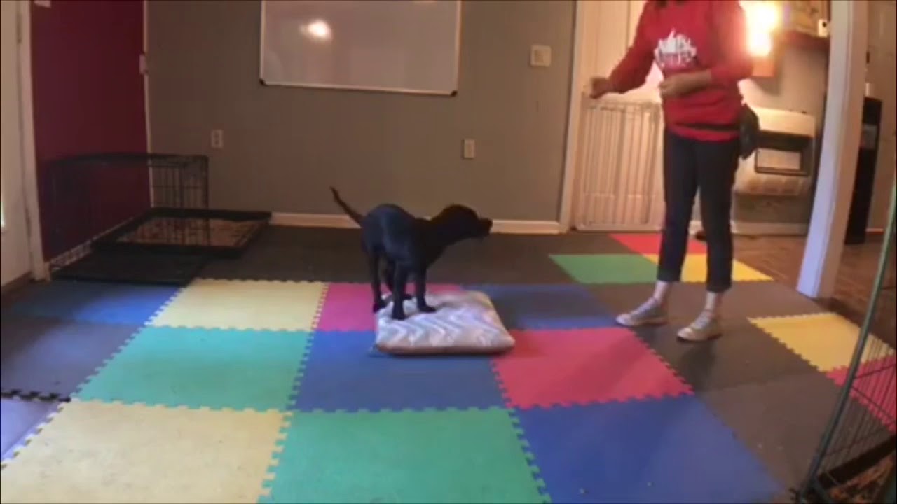 A relaxed dog lying on a plush training mat in a living room while a person kneels a few feet away holding small treats