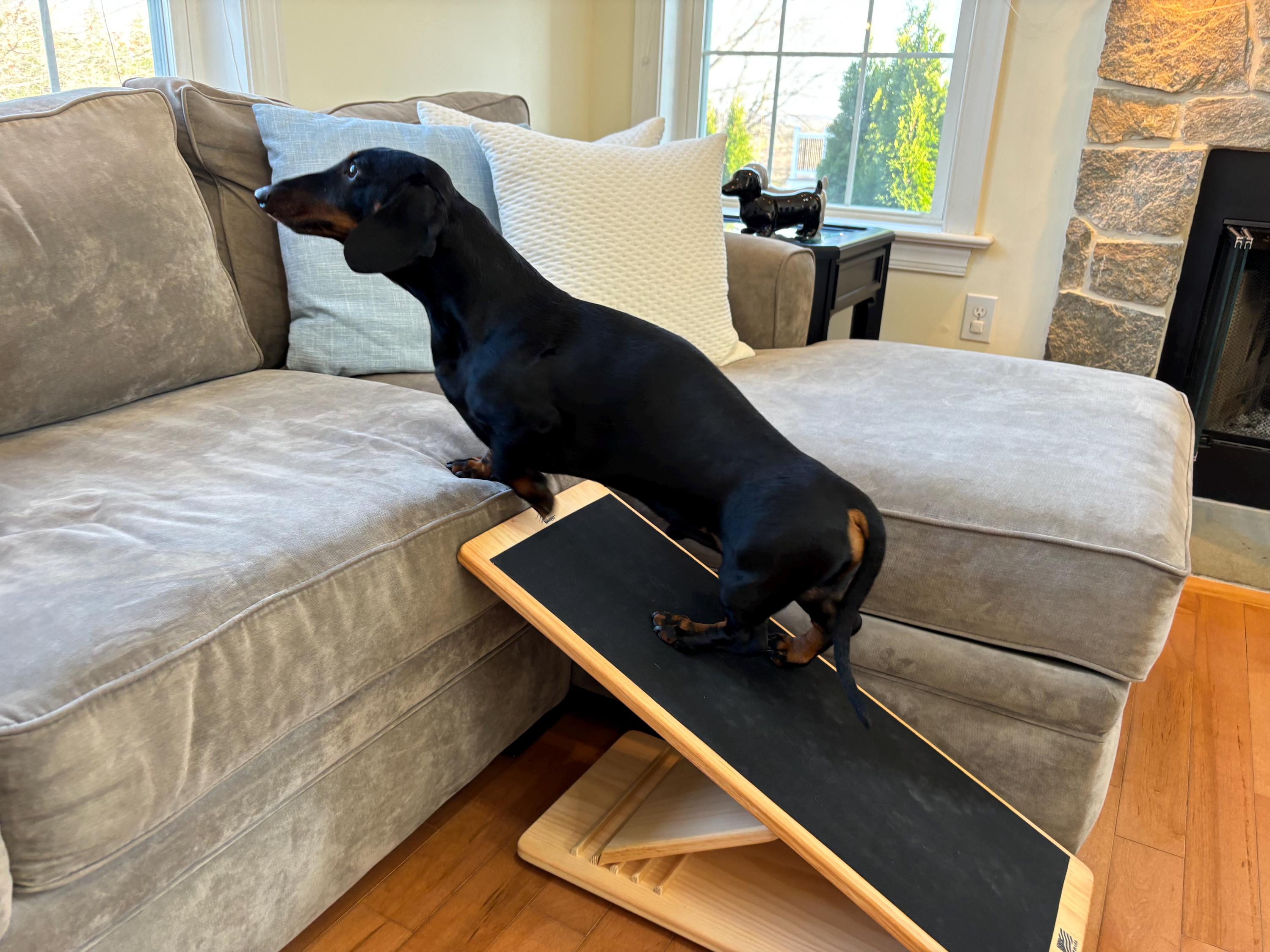A senior Dachshund walking calmly up a small carpeted pet ramp to a couch in a bright living room