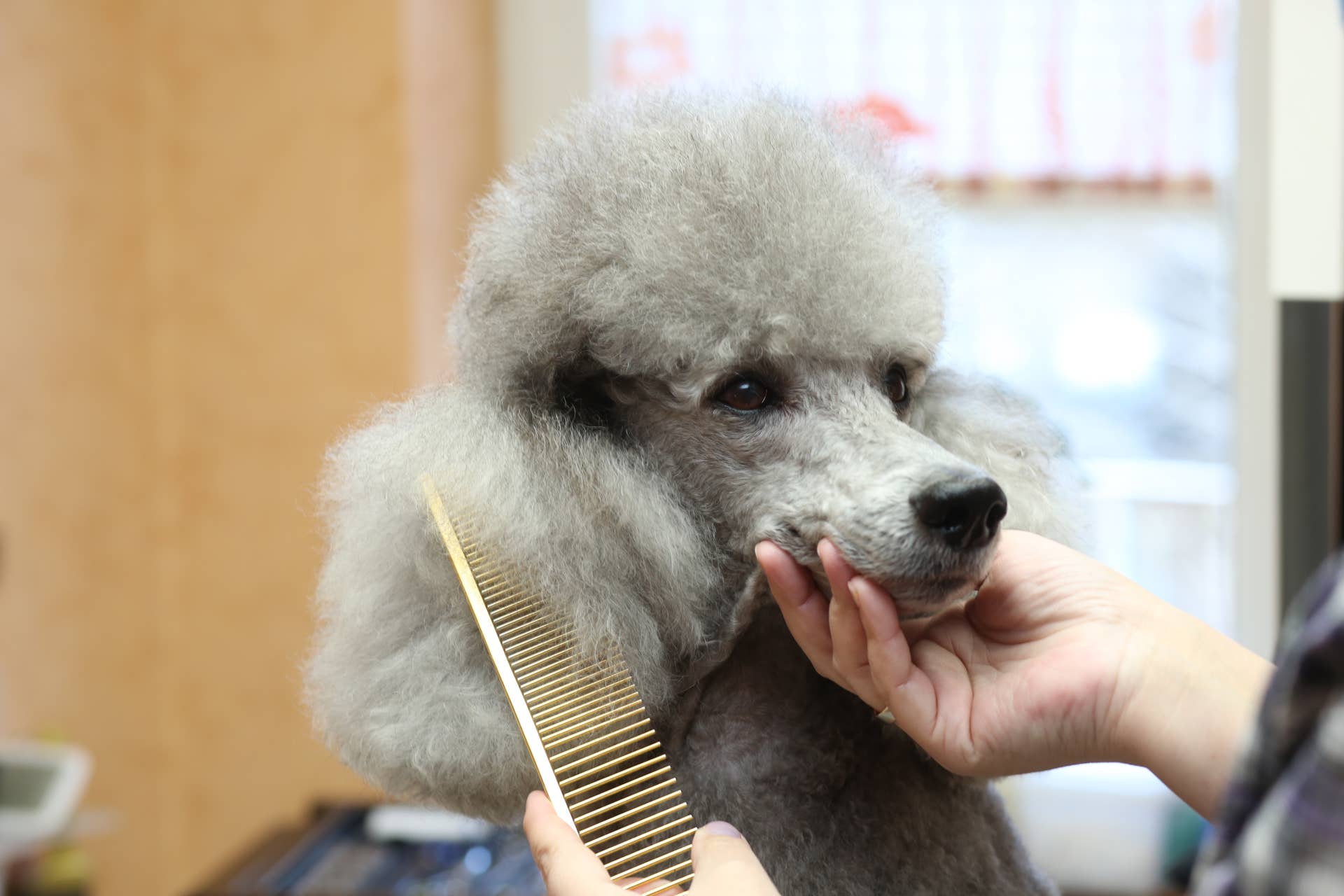 A slicker brush, a stainless steel greyhound comb, detangling spray, and soft towels laid out on a table beside a curly-coated Poodle