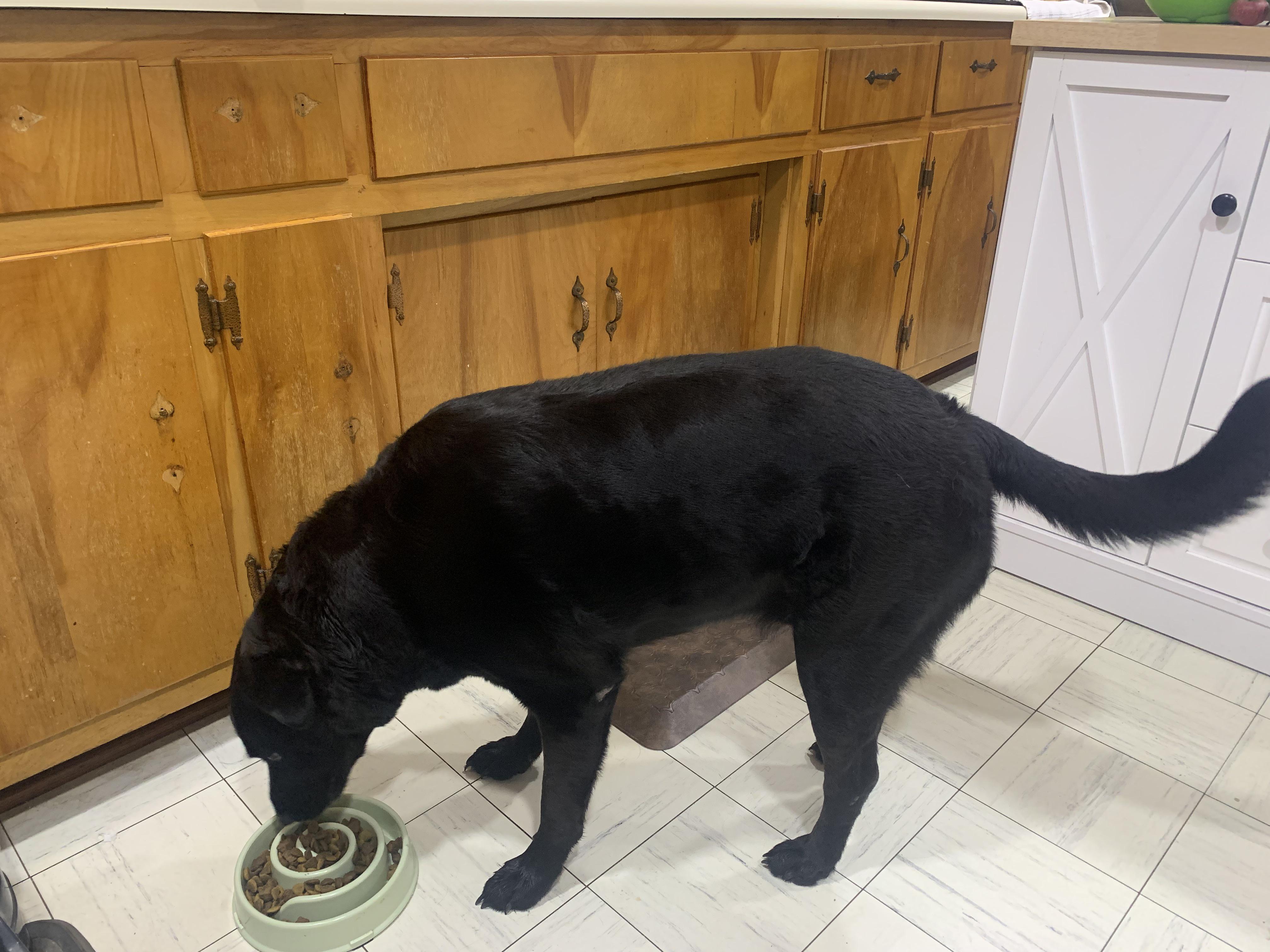 Help Your Overweight Dog Lose Weight Safely
