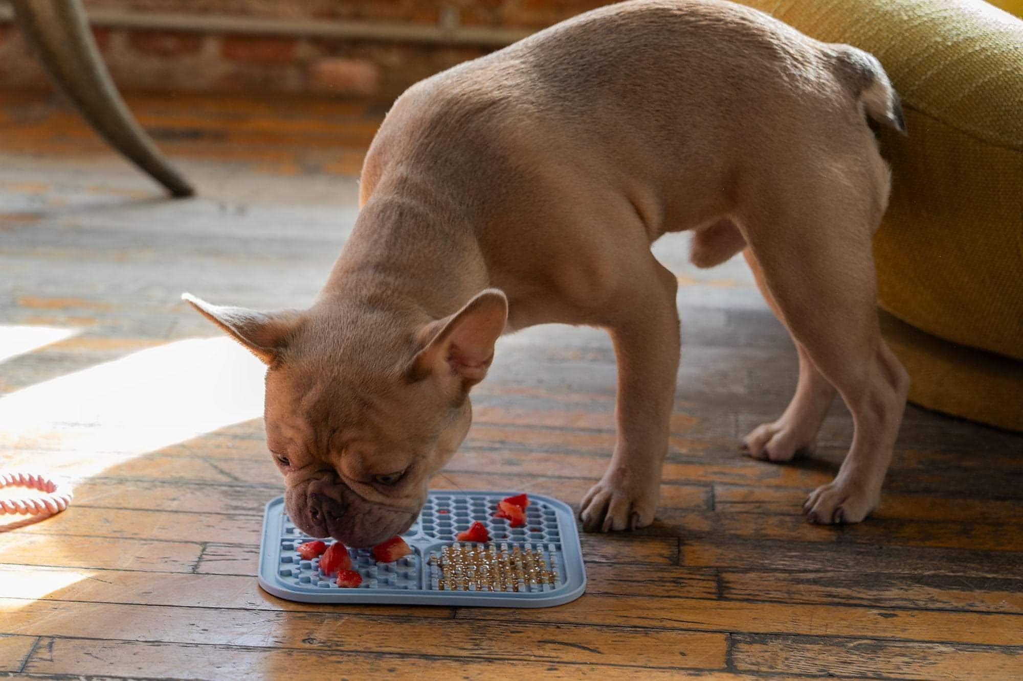 A small dog calmly licking a silicone lick mat stuck to a kitchen floor tile in an apartment, relaxing after a walk