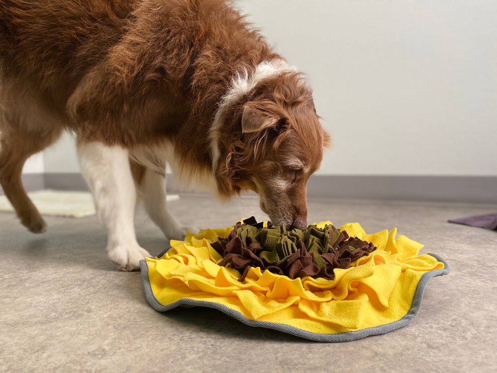 A small dog sniffing and eating kibble from a colorful snuffle mat on a living room floor