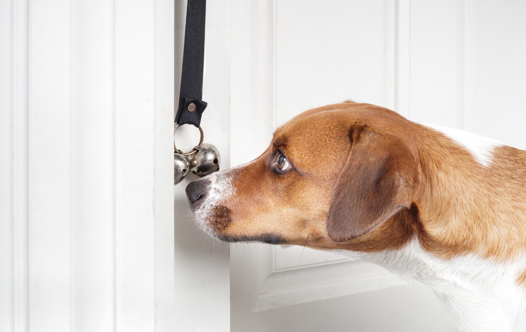 A small puppy sitting by a back door, reaching its nose toward a set of hanging potty bells while an owner holds a treat