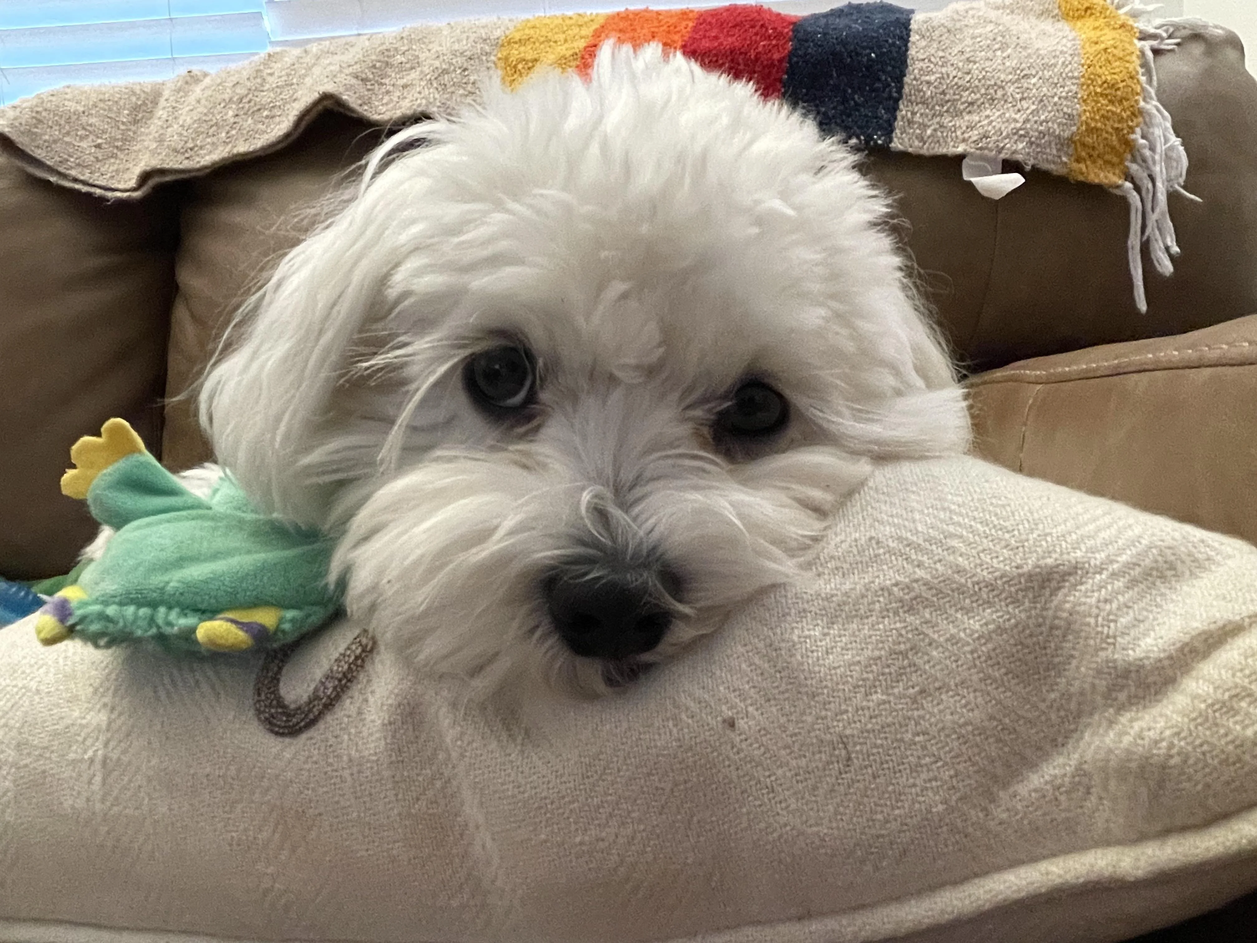 5 Ways to Remove and Prevent Tear Stains on Light-Colored Dogs