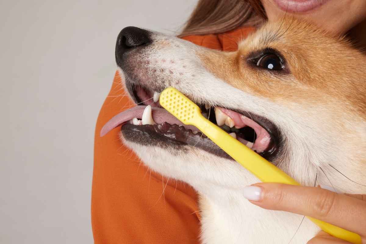 A tube of dog toothpaste next to a soft-bristled dog toothbrush on a bathroom counter, with a small dab of toothpaste visible