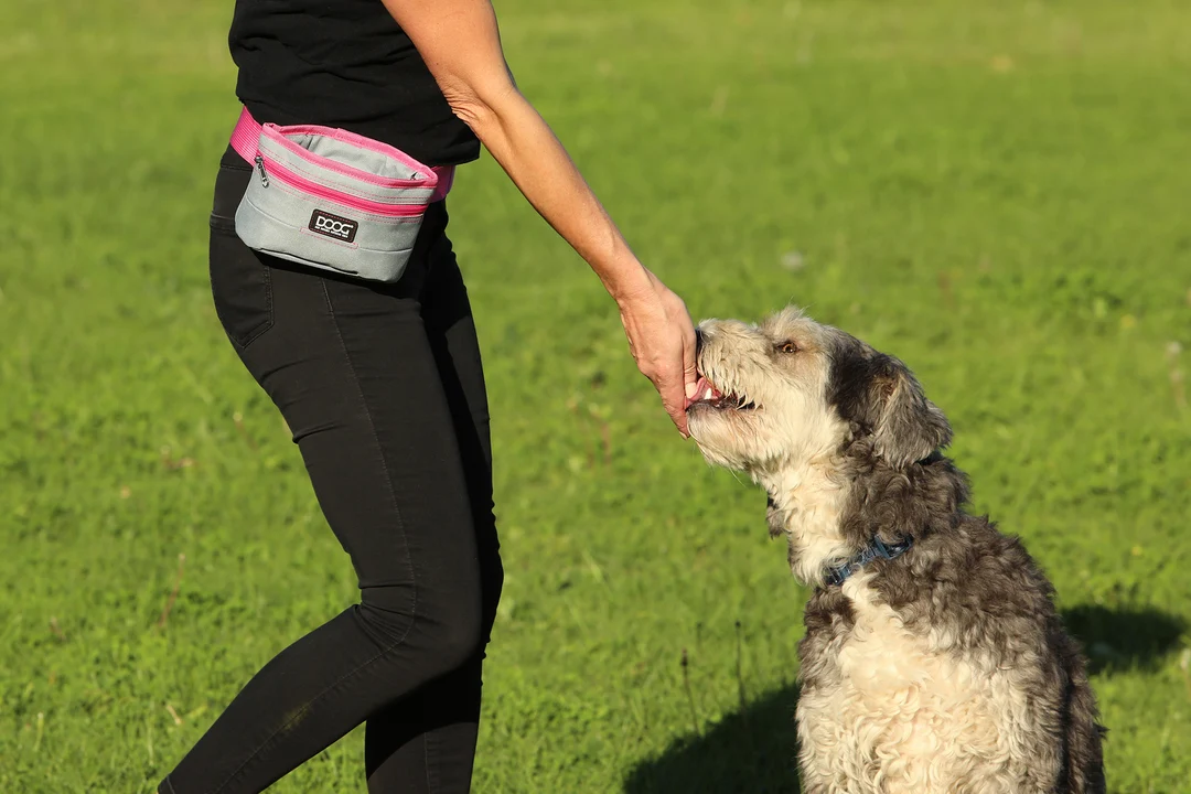 A waist-worn treat pouch with small soft dog treats visible, resting on a trainer’s hip during an outdoor training session