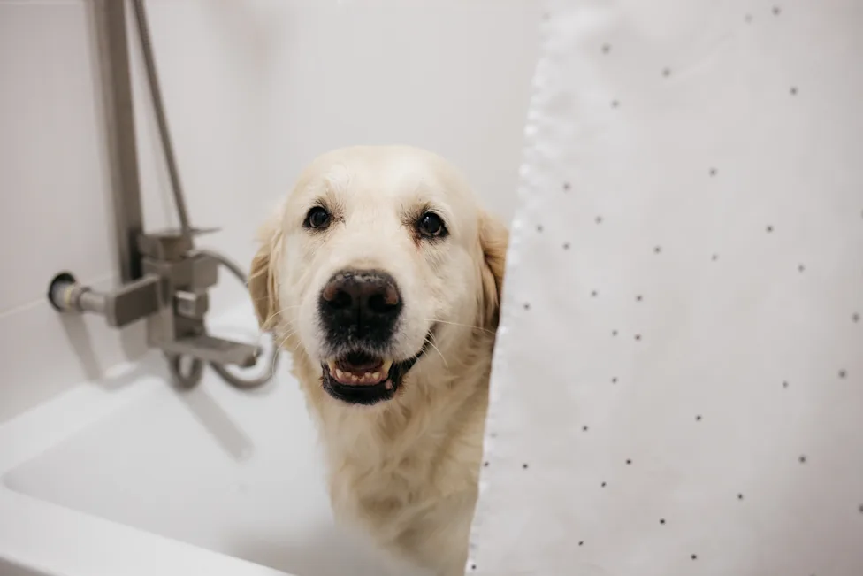 How Often Should You Wash Your Dog?