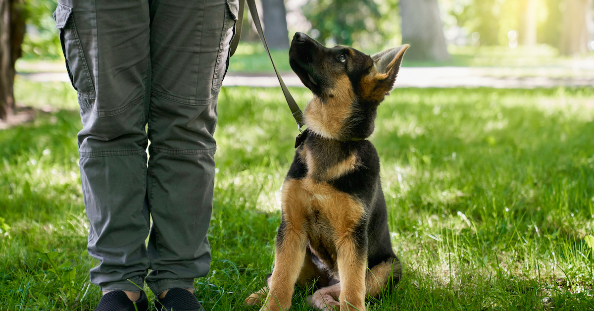 How to Train a German Shepherd