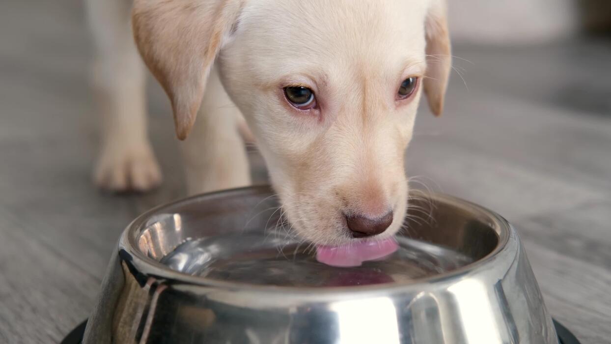 A young Labrador retriever drinking from a stainless steel water bowl in a bright kitchen