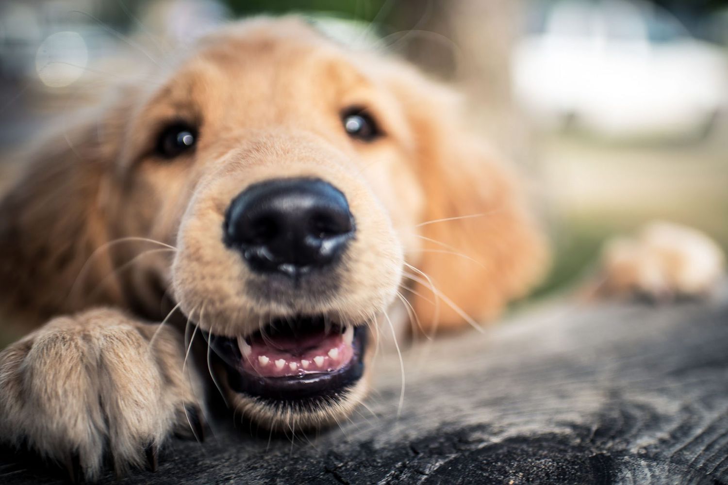 How to Stop Puppy Biting and Nipping