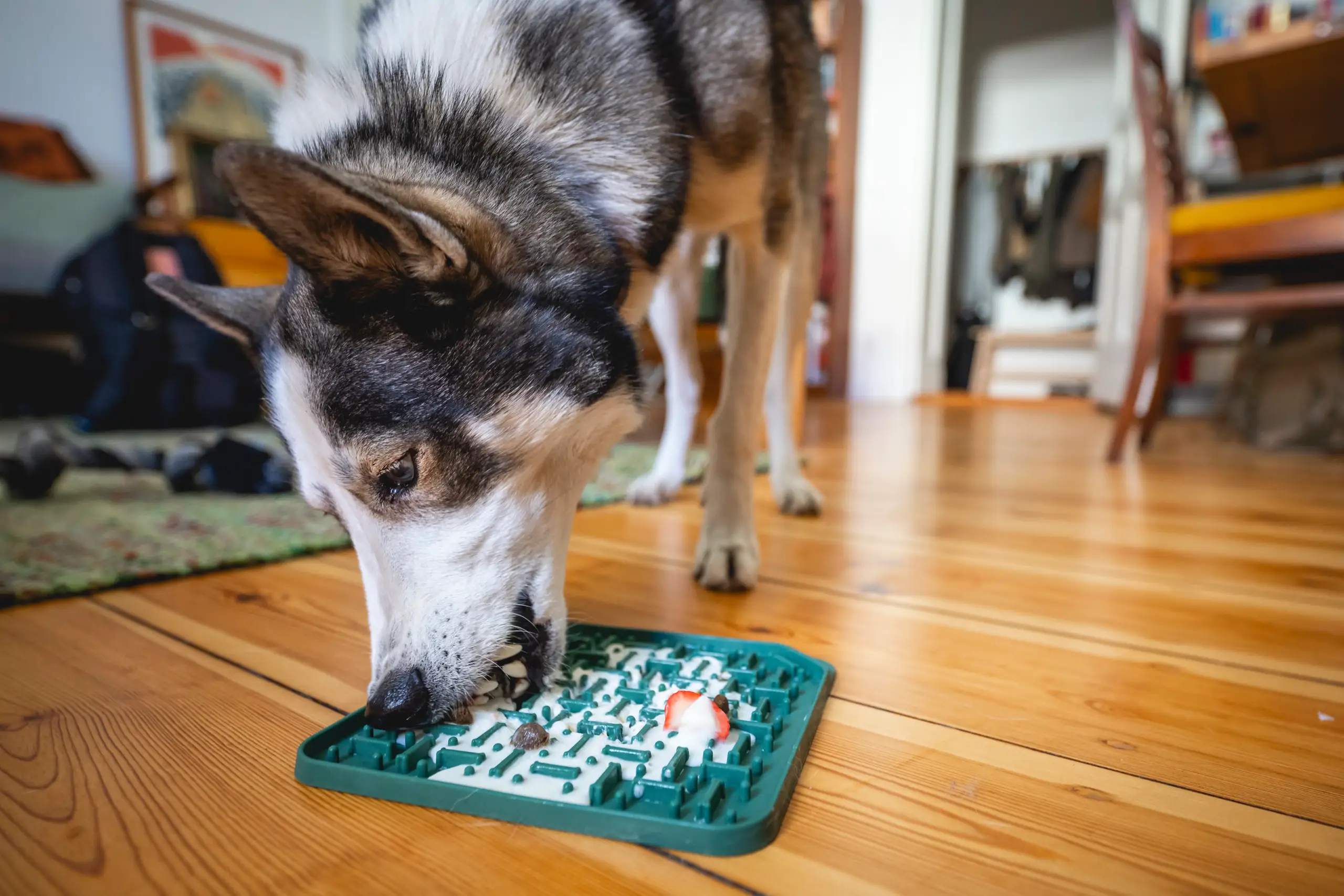 A young mixed-breed dog focused on licking a silicone lick mat spread with a thin frozen layer of plain broth in a bright kitchen