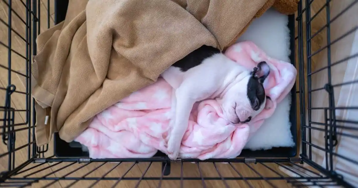 A young puppy curled up asleep inside a crate on a soft blanket, with the crate door open in a calm living room