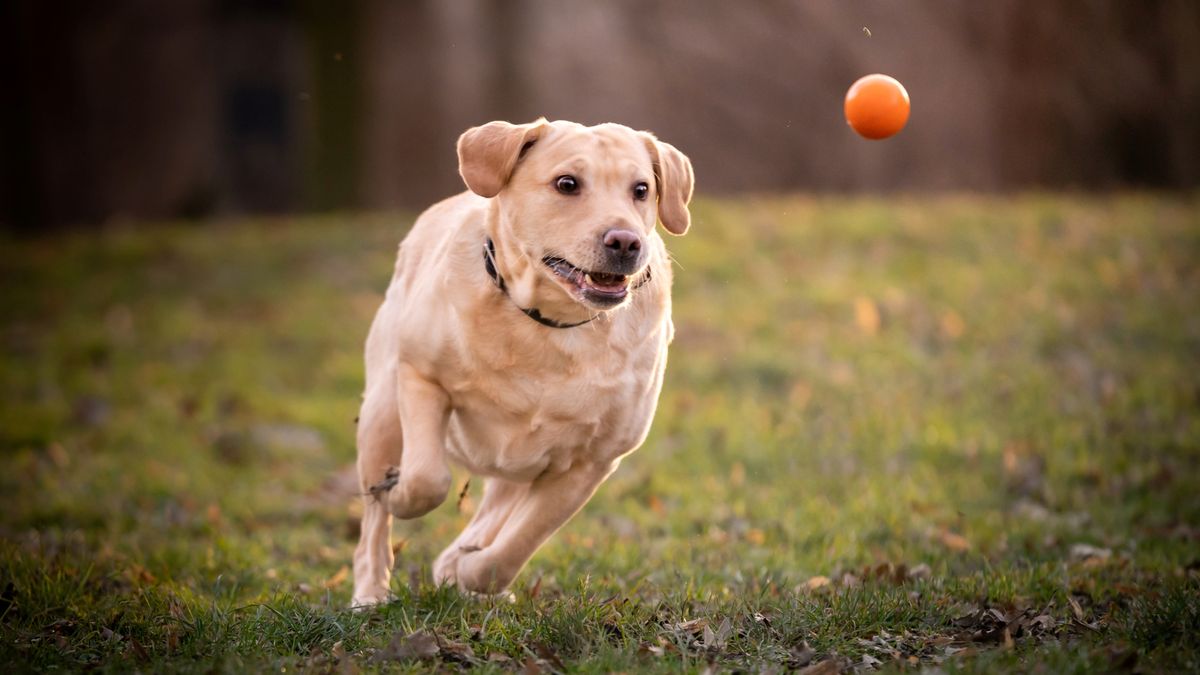 A young yellow Labrador Retriever sprinting across a grassy park with a tennis ball in its mouth, mid-run action photo