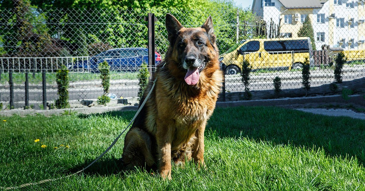 An adult German Shepherd walking on a loose leash beside their handler on a park path while checking in for guidance