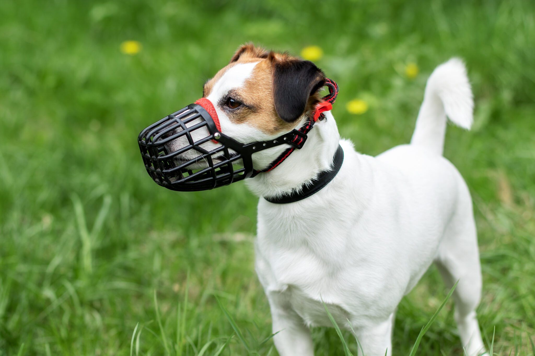 An adult dog wearing a properly fitted basket muzzle while happily taking treats from a handler during a calm training session