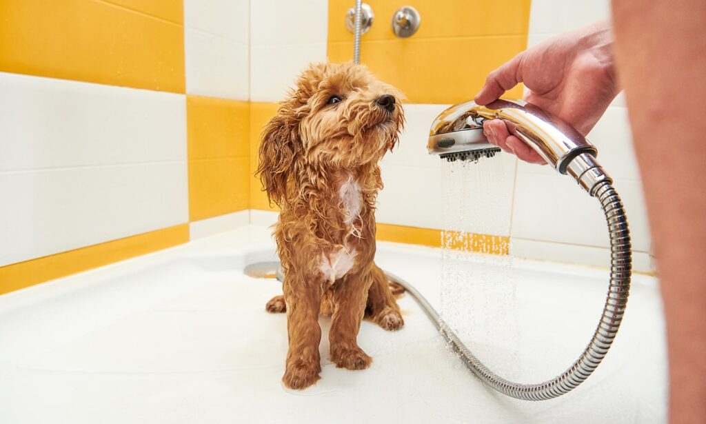 Dog shampoo, a slicker brush, a rubber curry brush, and clean towels arranged neatly on a countertop