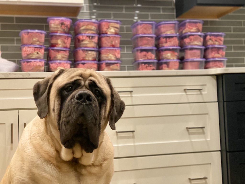 Several labeled meal prep containers filled with portioned raw dog food sitting on a kitchen counter next to a digital scale